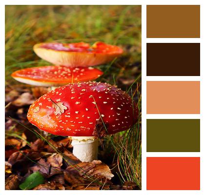 Mushrooms Forest Nature Image