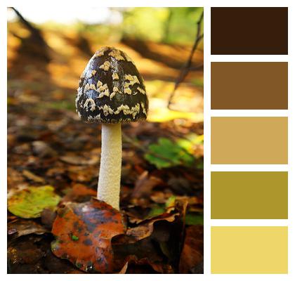 Nature Mushrooms Forest Image