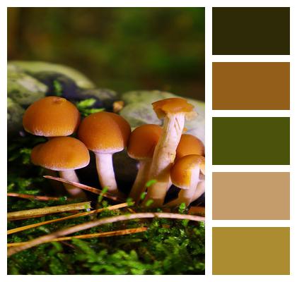 Forest Mushrooms Nature Image