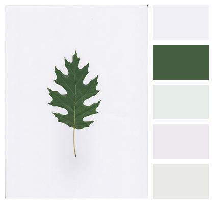 Leaf Oak Green Image