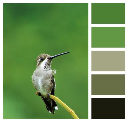 Hummingbird Birding Closeup Image