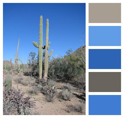 Arizona Cactus Forest Image