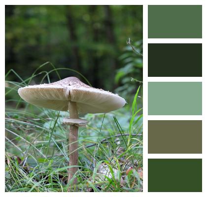 Forest Slats Mushroom Image
