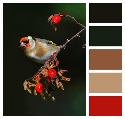 Goldfinch Carduelis Bird Image