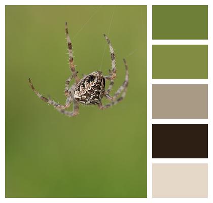 Spider Web Araneus Image