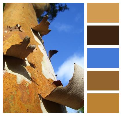Tree Bark Wood Image