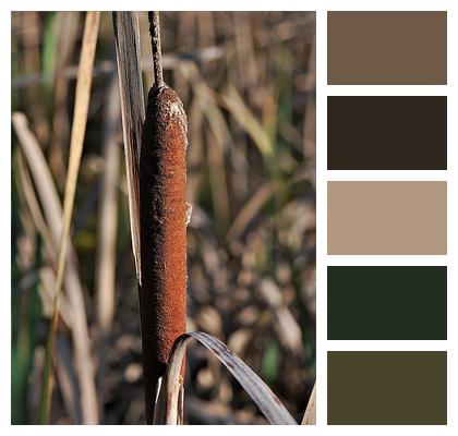 Reed Cattail Nature Image