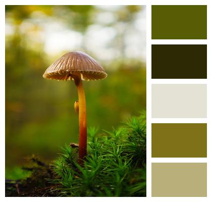 Forest Nature Mushroom Image