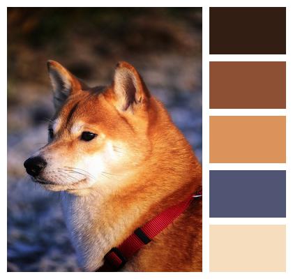 Shiba Dog Portrait Image