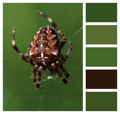 Garden Outdoor Spider Image