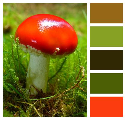 Toadstool Mushroom Red Image