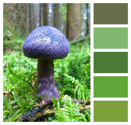 Violet Fall Mushroom Image