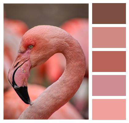 Flamingo Zoo Bird Image