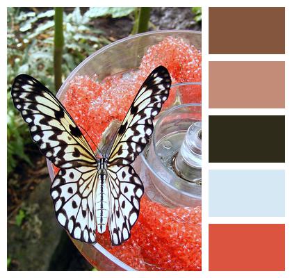 Greenhouse Butterfly Feeding Image