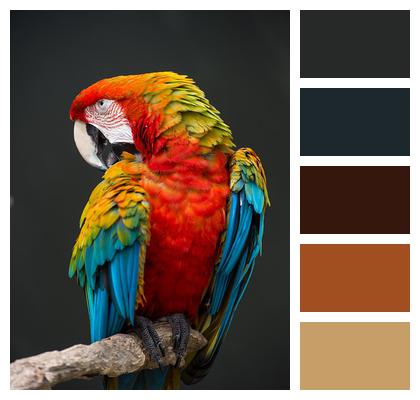 Rainbow Macaw Scarlet Image