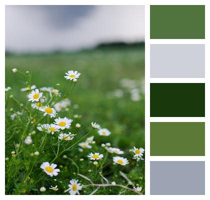 Chamomile Flowers Field Image