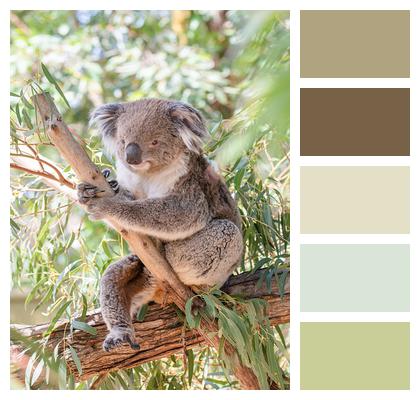 Koala Marsupial Herbivore Image