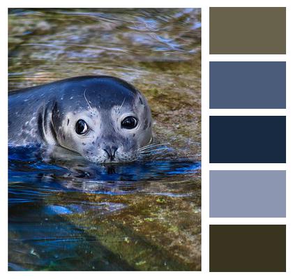 Water Howler Seal Image