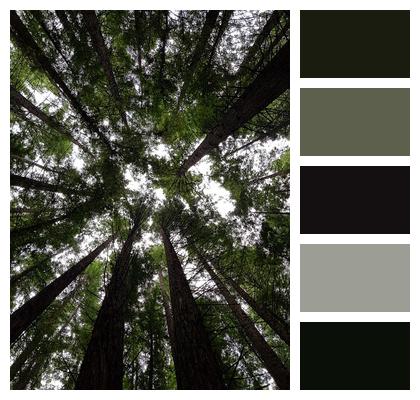 Forest Trees Redwoods Image