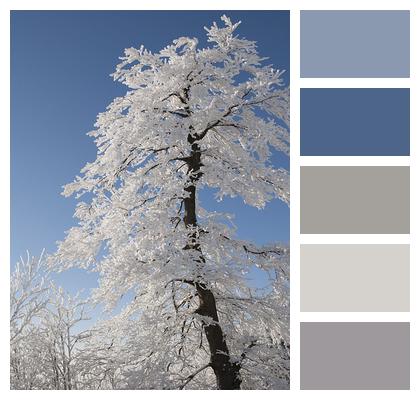 Snow Winter Tree Image