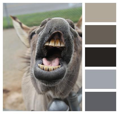 Smile Animal Donkey Image