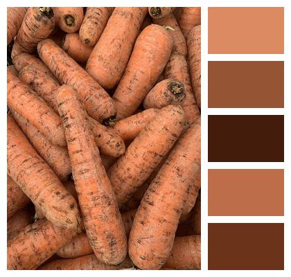 Veg Earth Carrot Image