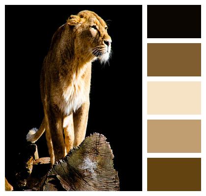 Wildlife Predator Lion Image