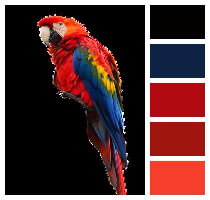 Parrot Red Blue Image