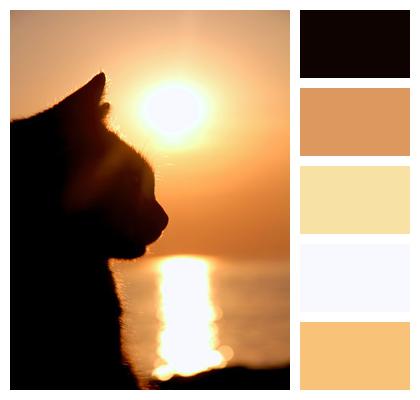 Animal Silhouette Cat Image