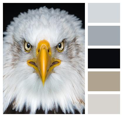 White Eagle Brown Image