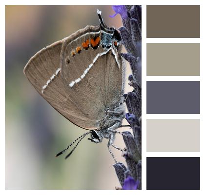 Hairstreak Butterfly Wing Image