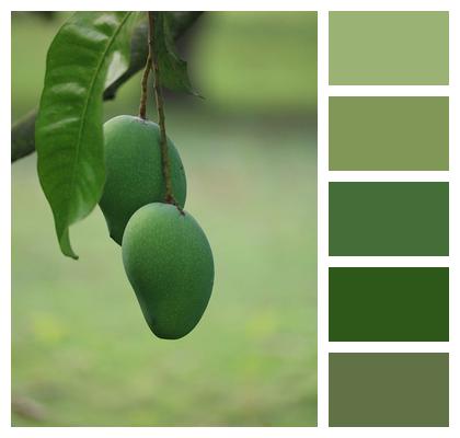 Tree Fruits Mango Image