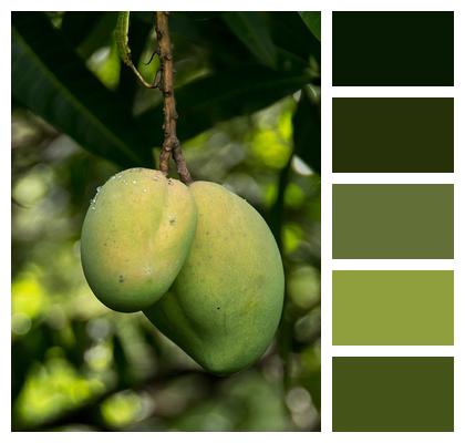 Fruit Tree Mangos Image