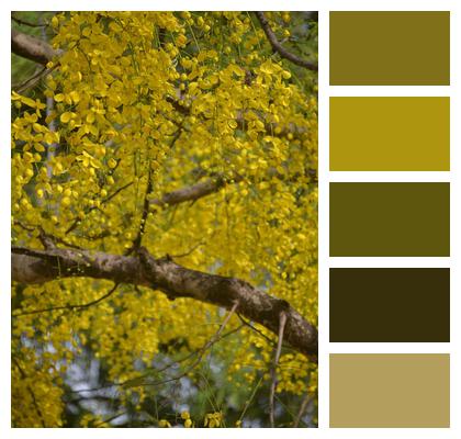 Yellow Konna Gold Nature Image