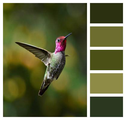 Hummingbird Beak Bird Image