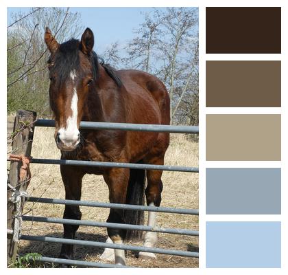 Horse Pasture Landscape Image