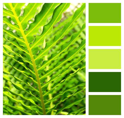 Plant Green Fern Image