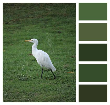 Stork Kerala Green Image