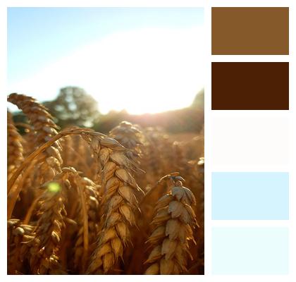 Grain Wheat Field Image