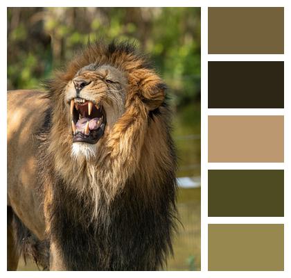 Mane Roar Lion Image