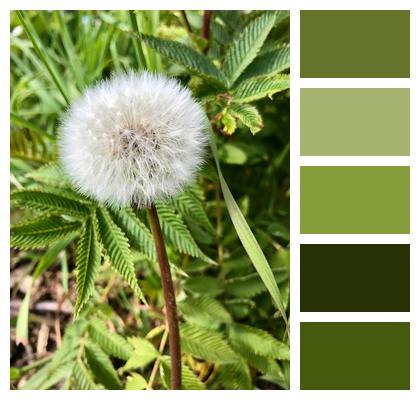 Dandelion Medicinal Plant Soft Wildflower Image