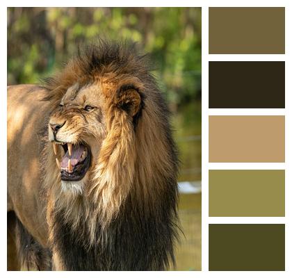 Mane Lion Male Image