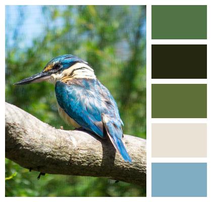 Zoo Bird Kingfisher Image