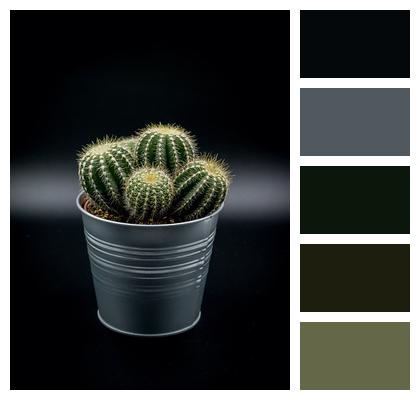 Cactus Plant Green Image