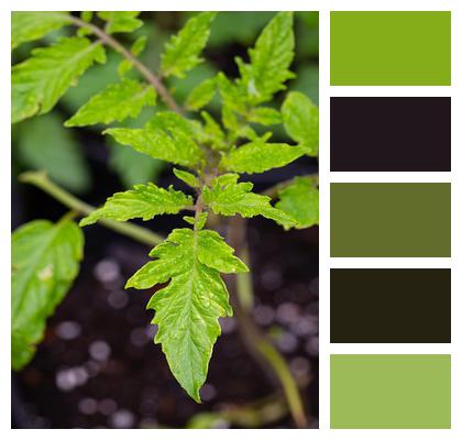 Leaf Garden Tomato Image