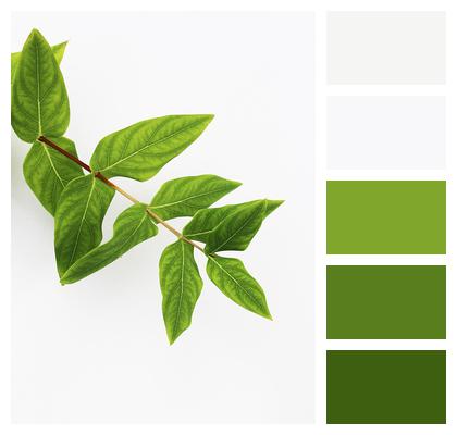 Green Environment Leaf Image
