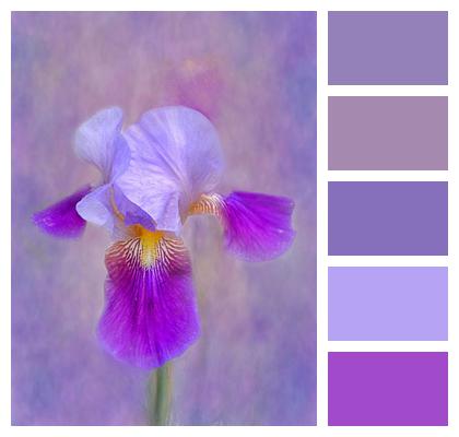Painting Flower Iris Image
