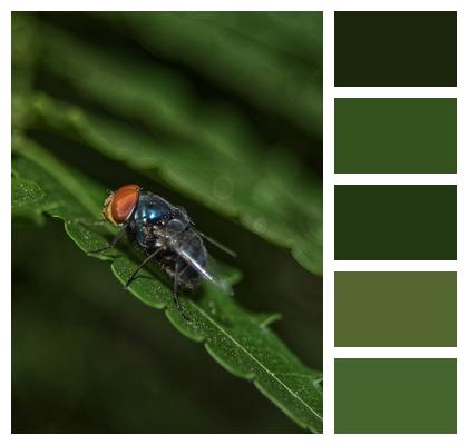 Insect Animal Fly Image