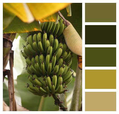 Green Agriculture Banana Image