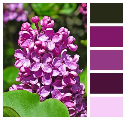 Spring Lilac Flowers Image